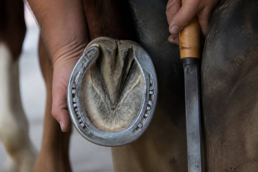 Sens fer à cheval : comprendre l’orientation du fer pour le cheval