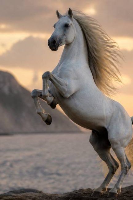 Chevaux mythique : races, légendes et symboles qui ont marqué l’équitation