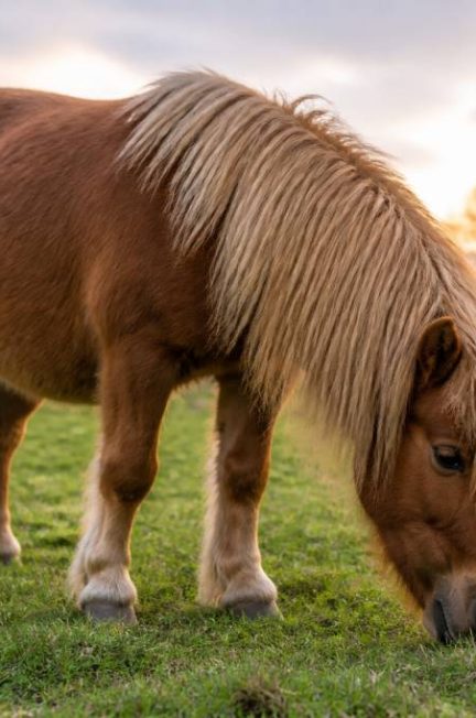 Durée de vie d’un poney : combien de temps vit un poney ?