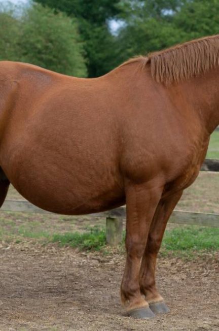 Cheval obese : causes, risques et solutions pour l’aider à retrouver un poids sain
