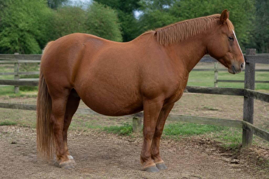Cheval obese : causes, risques et solutions pour l’aider à retrouver un poids sain