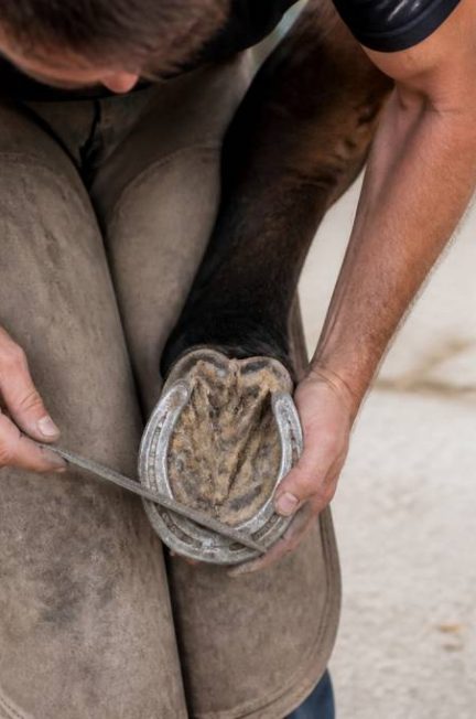 Chevaux mythique : races, légendes et symboles qui ont marqué l’équitation