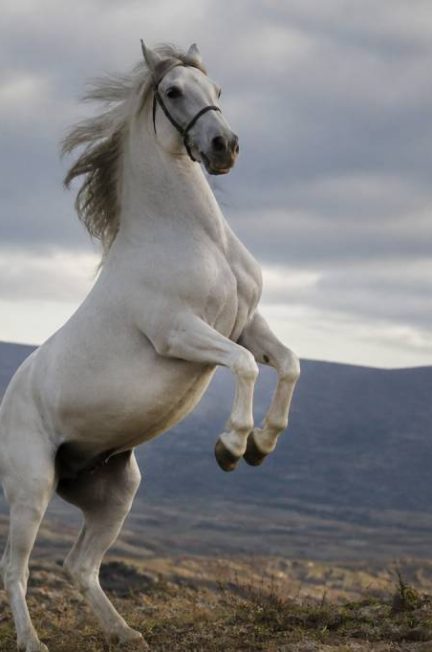 Chevaux légendaire : les chevaux qui ont marqué l’histoire de l’équitation