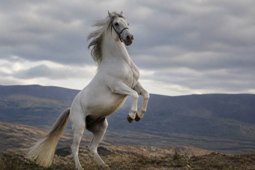 Chevaux légendaire : les chevaux qui ont marqué l’histoire de l’équitation