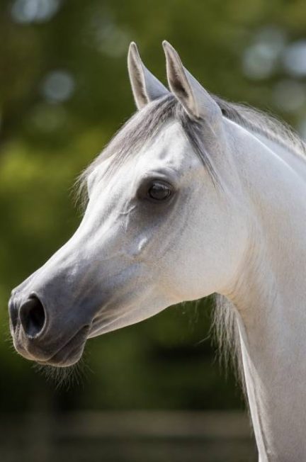 Documentaire cheval : les meilleurs films pour mieux comprendre le monde équin