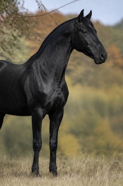 Robe cheval noir : caractéristiques, races et conseils d’entretien