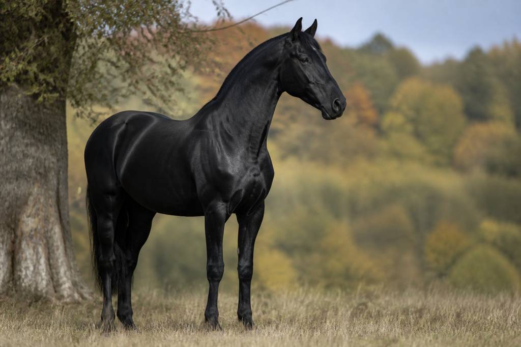Robe cheval noir : caractéristiques, races et conseils d’entretien