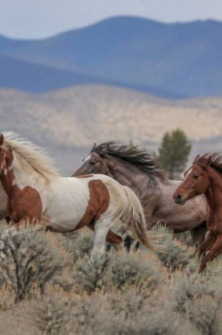 Les chevaux sauvages : origines, mode de vie et comportements à connaître