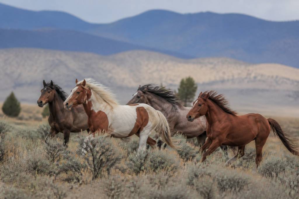 Les chevaux sauvages : origines, mode de vie et comportements à connaître