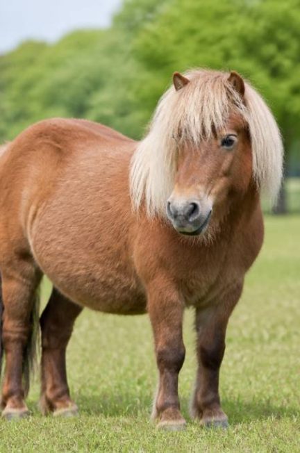 Espérance de vie poney : combien de temps vit un poney ?