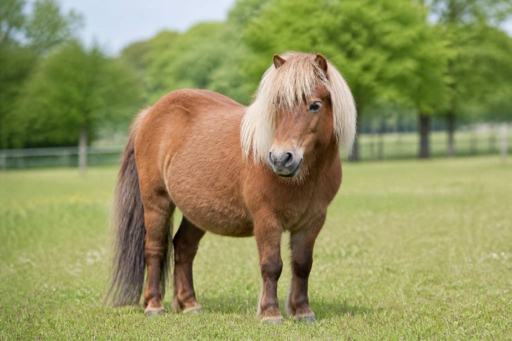 Espérance de vie poney : combien de temps vit un poney ?
