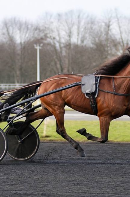 Record vitesse cheval trot km h : quel est le record et comment l’expliquer