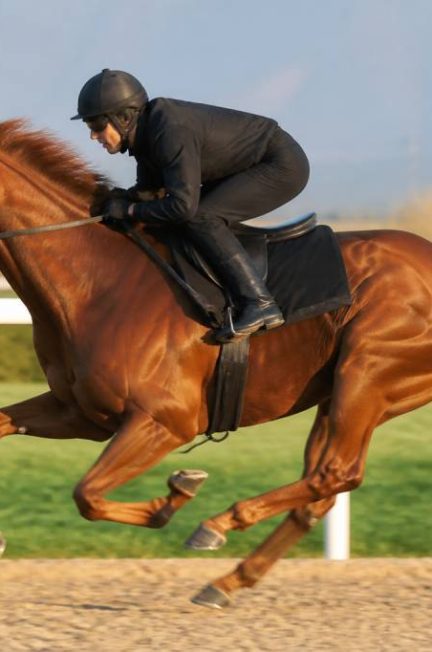 Record de vitesse du cheval : quelle est sa vitesse maximale ?