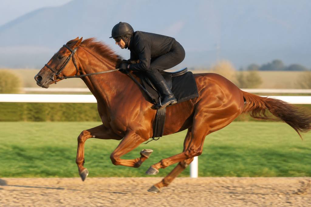 Record de vitesse du cheval : quelle est sa vitesse maximale ?