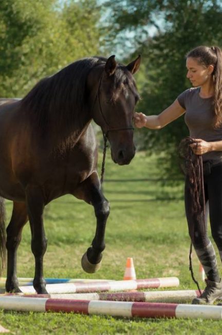 Activités cheval : idées, jeux et exercices pour varier le quotidien