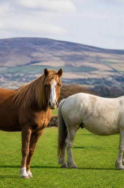 Cheval irlande : races, élevage et conseils pour bien choisir son cheval