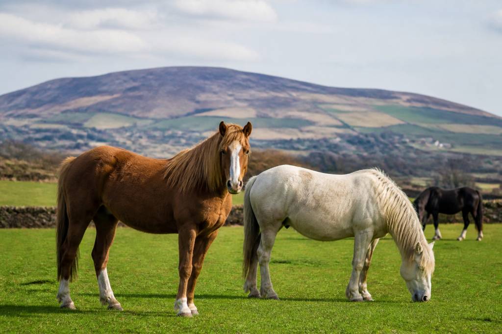 Cheval irlande : races, élevage et conseils pour bien choisir son cheval