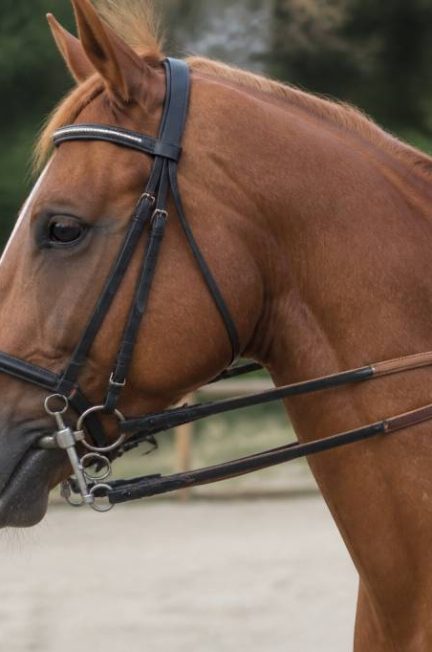 Baucher : tout savoir sur la méthode et le mors en équitation