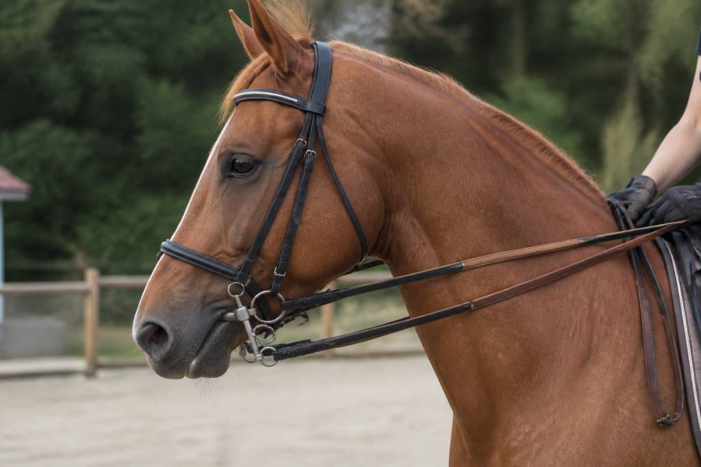 Baucher : tout savoir sur la méthode et le mors en équitation