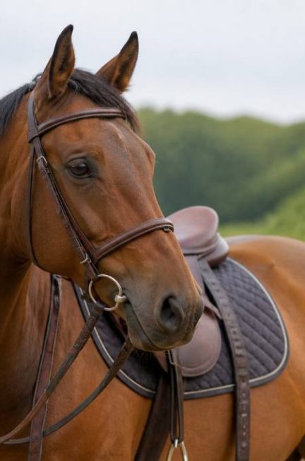 Chevaux de selles : guide complet pour bien les choisir et les entretenir