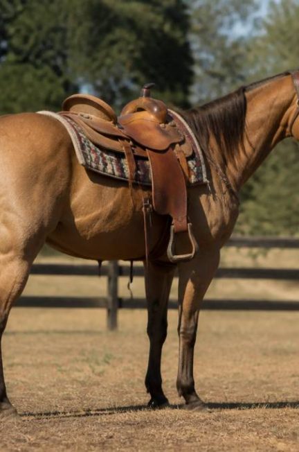 Cheval americain : races, caractéristiques et conseils d’achat