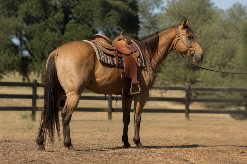 Cheval americain : races, caractéristiques et conseils d’achat