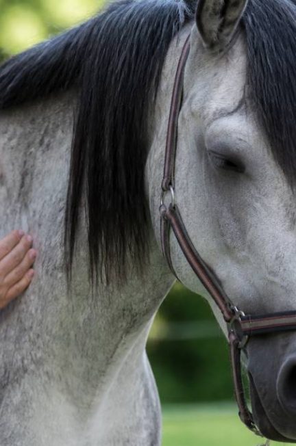 Cheval maladie de lyme : symptômes, traitement et prévention