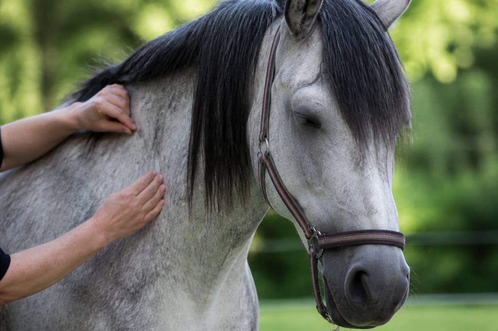 Cheval maladie de lyme : symptômes, traitement et prévention