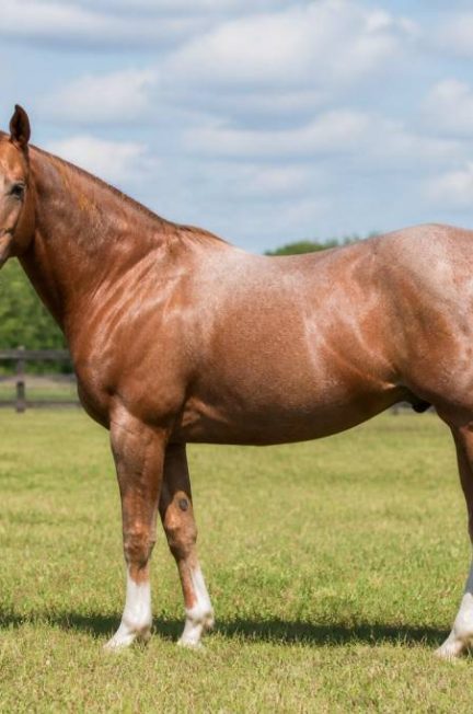 Chevaux américain : races, caractéristiques et soins à connaître