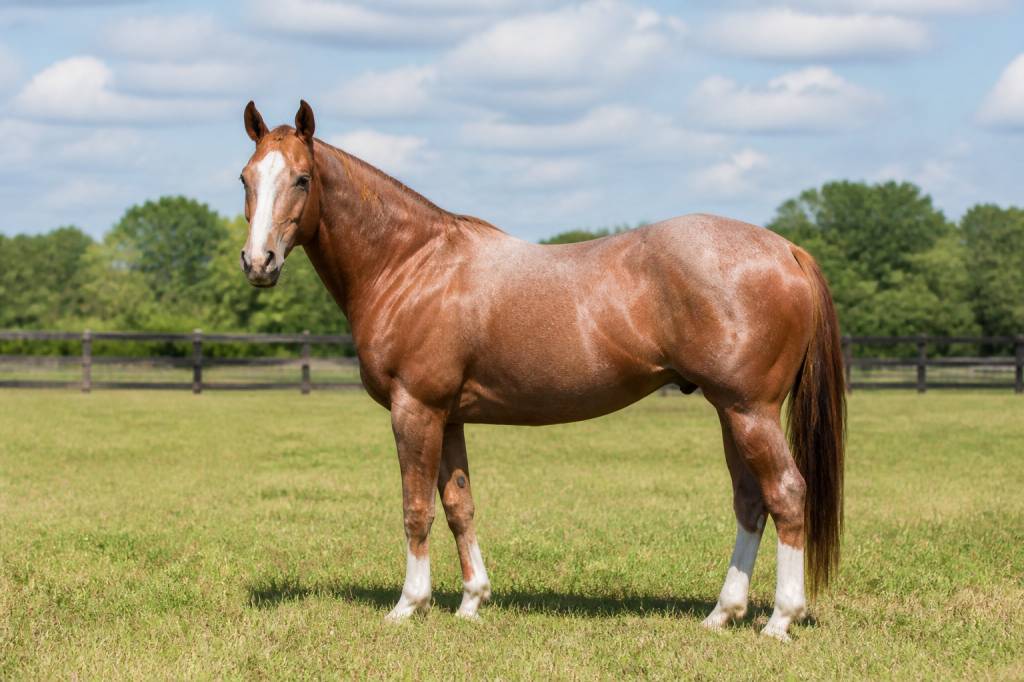 Chevaux américain : races, caractéristiques et soins à connaître
