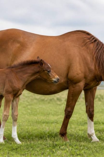 Cheval gestation : durée, suivi et soins essentiels pendant la grossesse