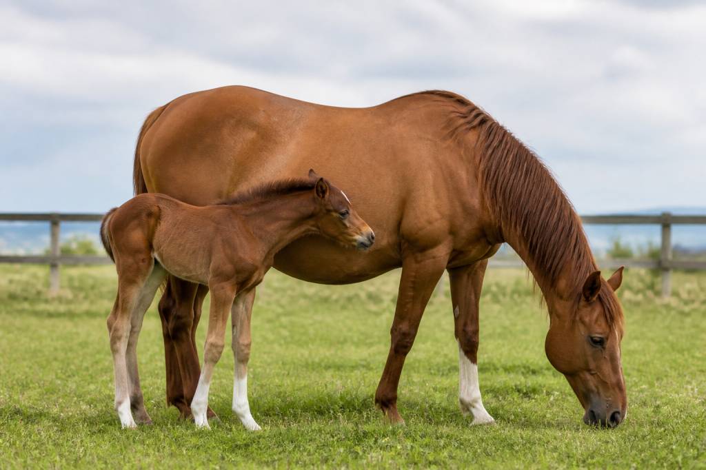 Cheval gestation : durée, suivi et soins essentiels pendant la grossesse
