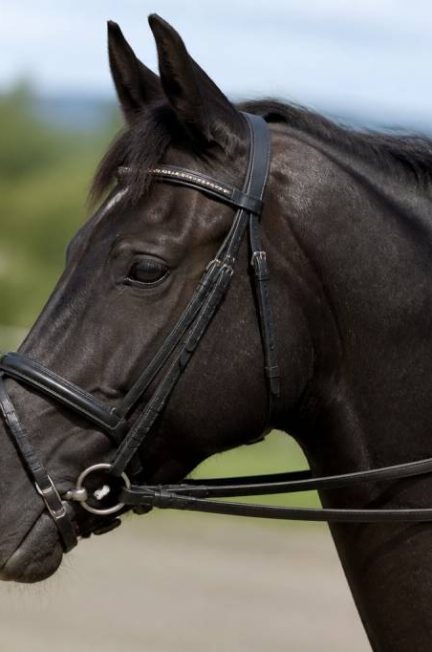 Bride carpienne cheval : utilité, réglage et choix du matériel adapté