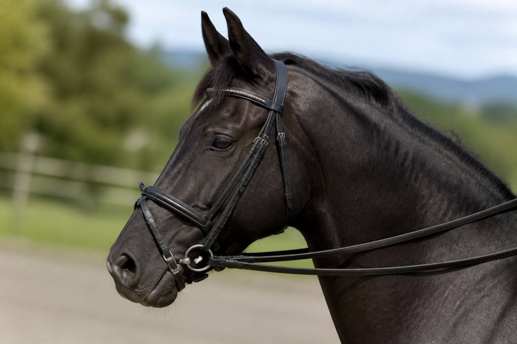 Bride carpienne cheval : utilité, réglage et choix du matériel adapté