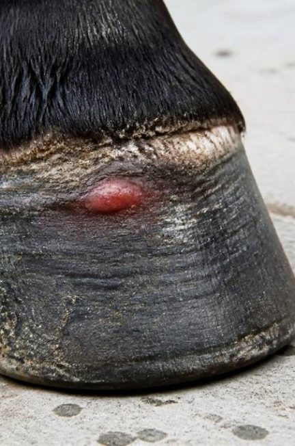 Abcès couronne cheval : causes, symptômes et traitement efficace