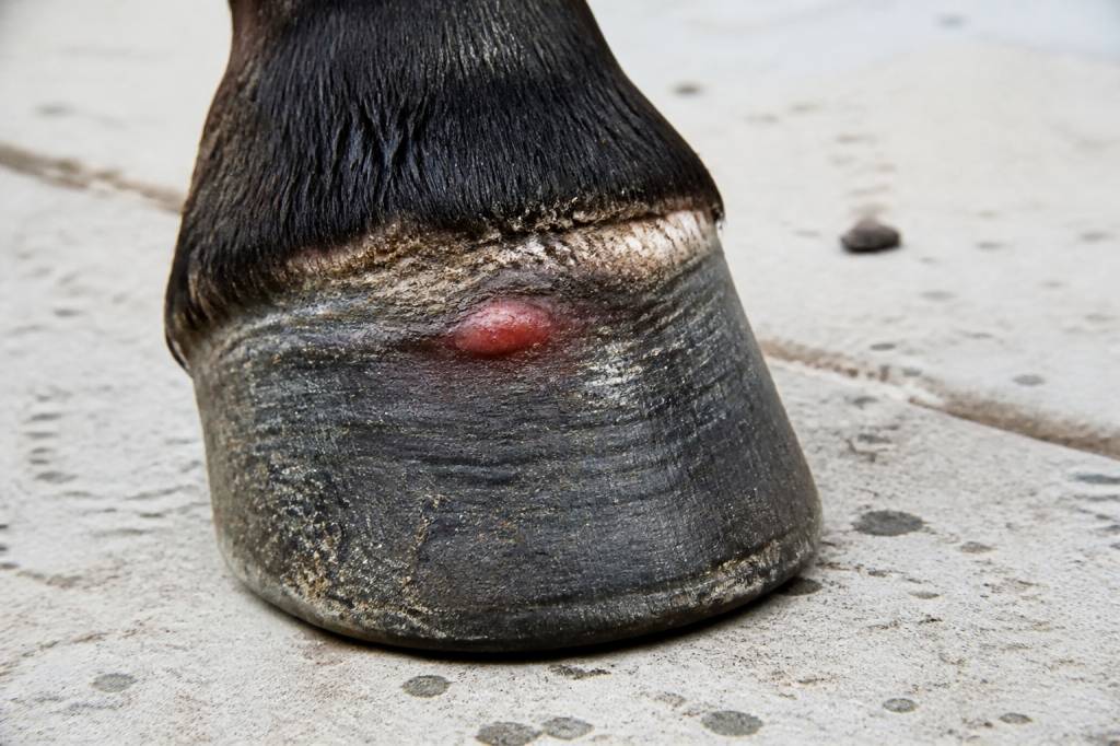 Abcès couronne cheval : causes, symptômes et traitement efficace