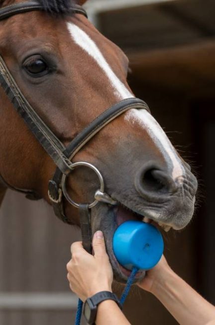 Bouchon chevaux : utilité, choix et conseils pour bien l’utiliser