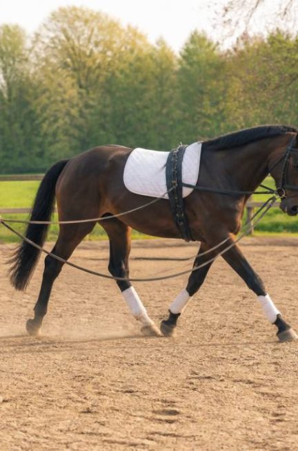 Cheval longe : guide complet pour bien travailler votre cheval à la longe