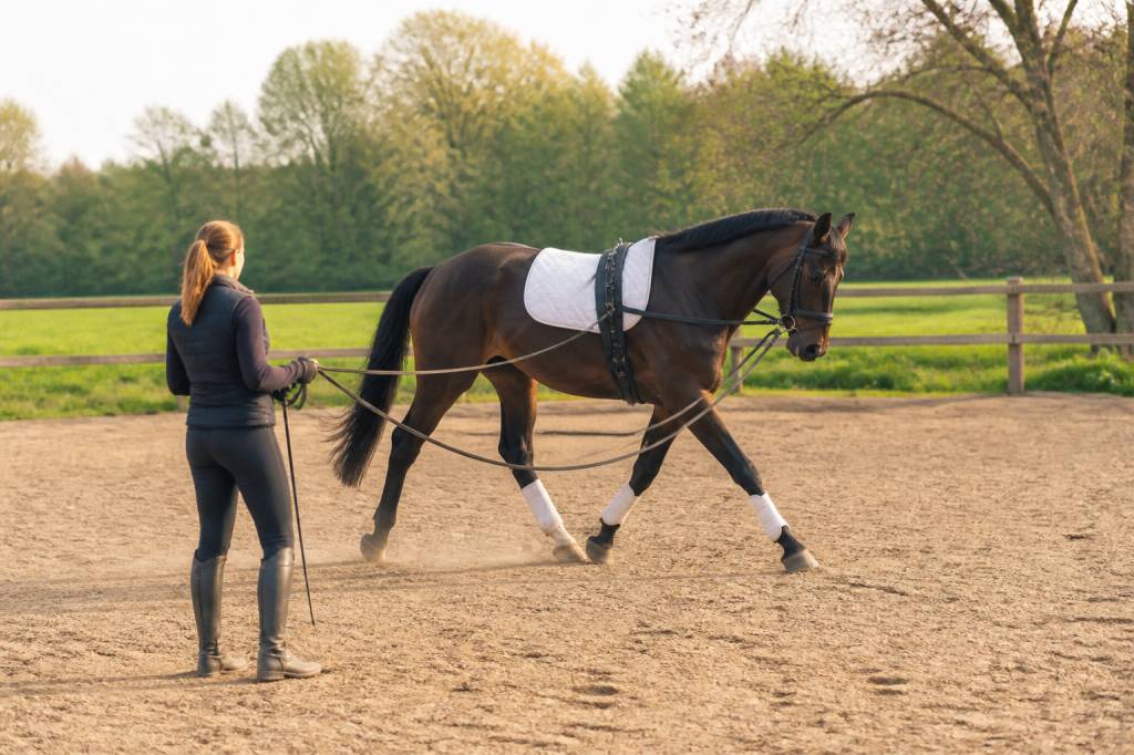 Cheval longe : guide complet pour bien travailler votre cheval à la longe