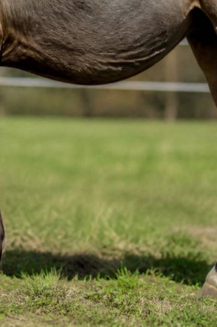 Cheval engorgé : causes, symptômes et solutions pour agir rapidement
