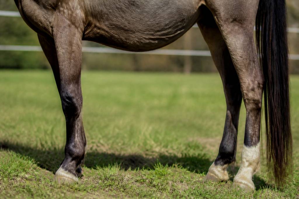 Cheval engorgé : causes, symptômes et solutions pour agir rapidement