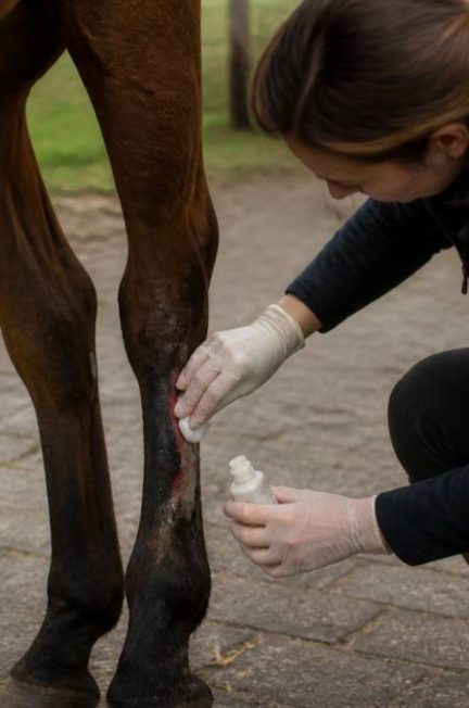 Cheval suros : causes, symptômes et solutions pour bien le soigner