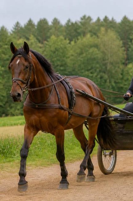 Sulky pour chevaux : comment bien le choisir et l’utiliser