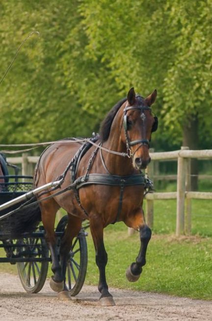 Cheval attelage : guide complet pour bien débuter et choisir son équipement