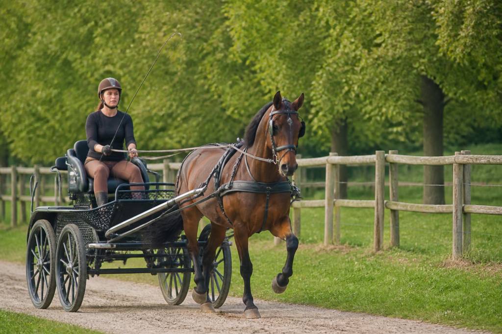 Cheval attelage : guide complet pour bien débuter et choisir son équipement