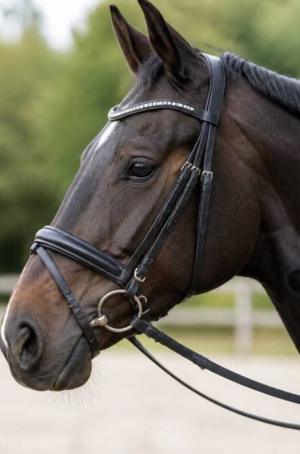 Filet de cheval : comment bien le choisir pour le confort et la performance de votre monture