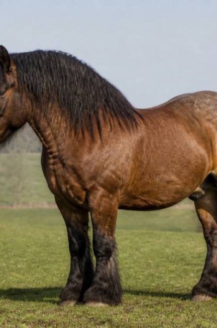 Chevaux de trait : guide complet pour bien connaître ces chevaux puissants et polyvalents