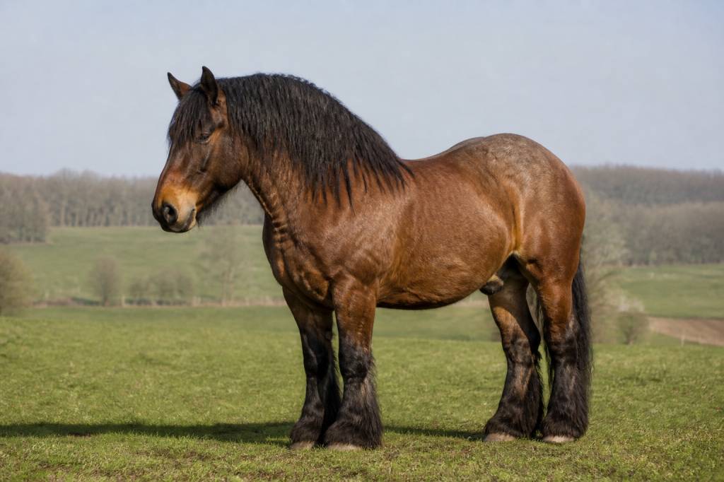 Chevaux de trait : guide complet pour bien connaître ces chevaux puissants et polyvalents