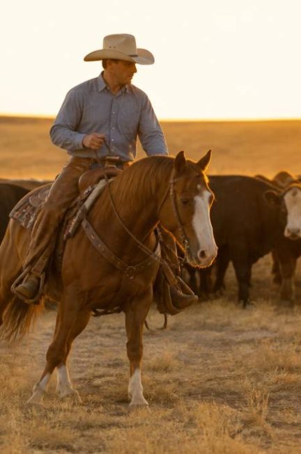 Chevaux cowboy : caractéristiques, équipement et conseils d’équitation￼