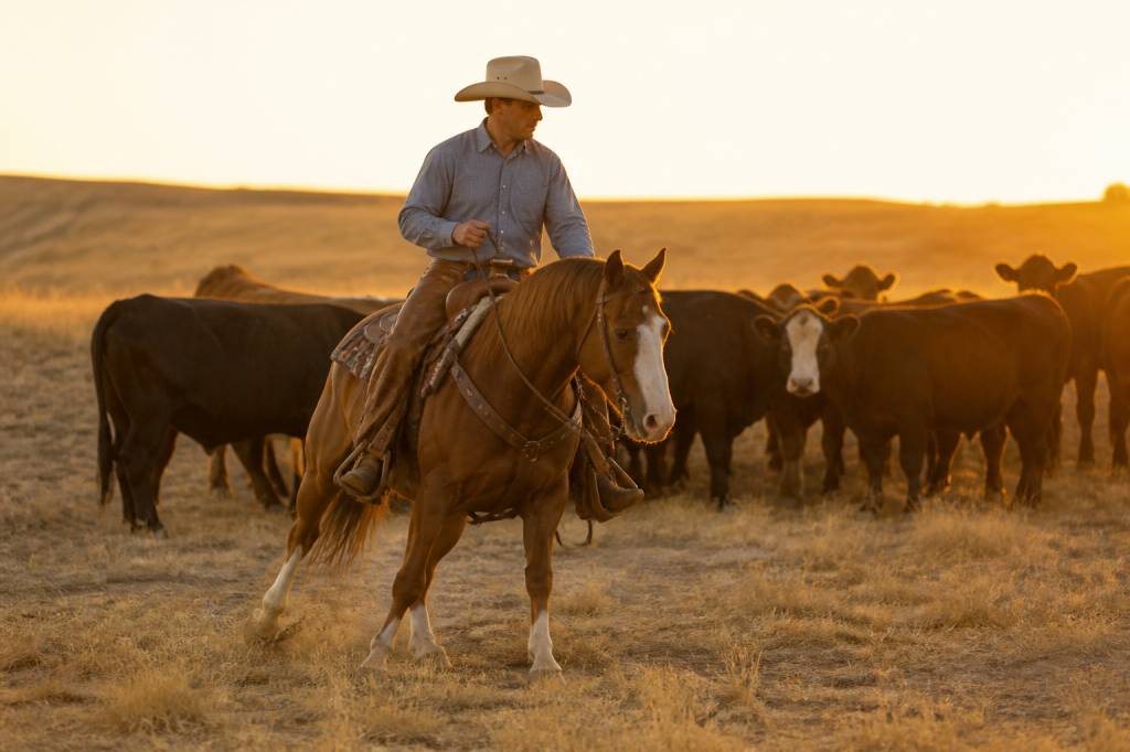 Chevaux cowboy : caractéristiques, équipement et conseils d’équitation